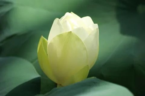 Lotus flower Foto stock