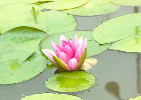 Lotus flower Foto stock