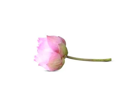 Lotus flower Stock Photos