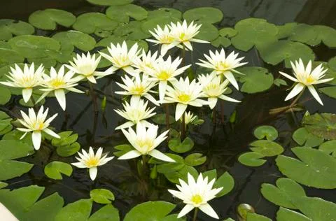 Lotus flower Stock Photos