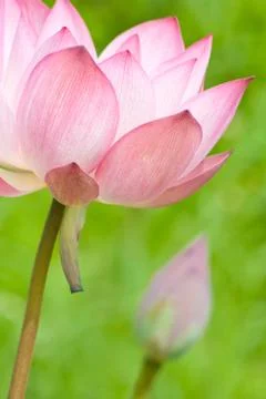 Lotus flower Stock Photos