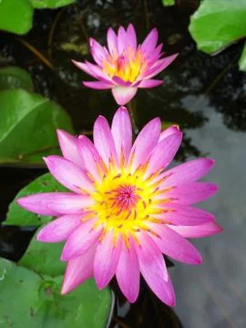 Lotus flower Stock Photos