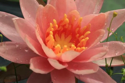 Lotus flower Stock Photos