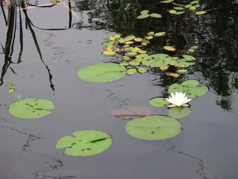 Lotus flower Stock Photos