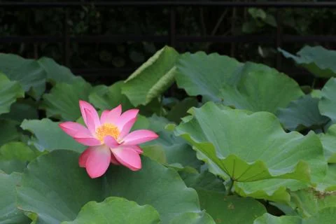 Lotus flower Stock Photos