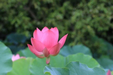 Lotus flower Stock Photos