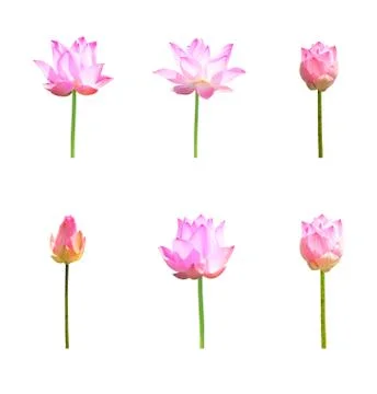 Lotus flower Stock Photos