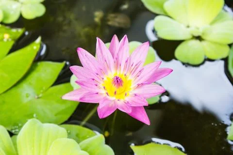 Lotus Flower Stock Photos