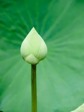 Lotus flower Stock Photos