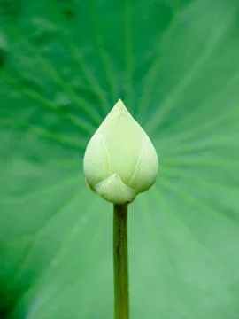 Lotus flower Stock Photos