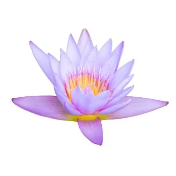 Lotus flower Stock Photos