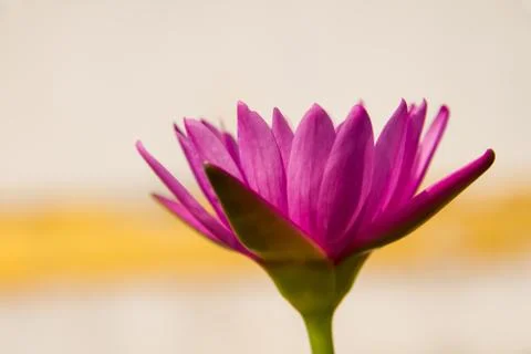 Lotus flower 스톡 사진