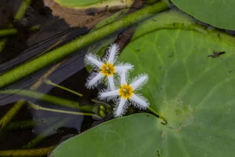 Lotus flower Stock Photos