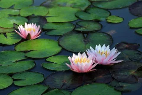Lotus flower Stock Photos