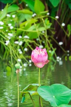 Lotus flower Stock Photos