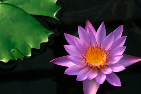 Lotus flower Stock Photos