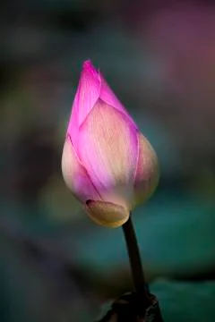 Lotus flower Stock Photos