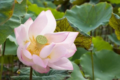 Lotus flower Stock Photos