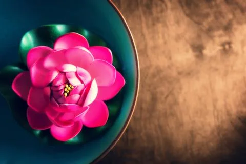 Lotus flower. Stock Photos