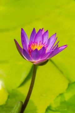 Lotus flower. Stock Photos