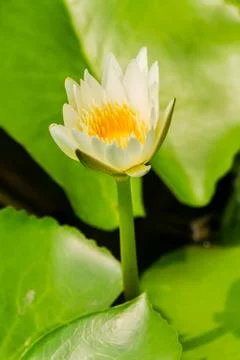 Lotus flower. Foto stock
