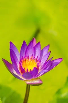 Lotus flower. Stock Photos