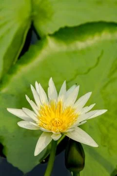Lotus flower. Stock Photos