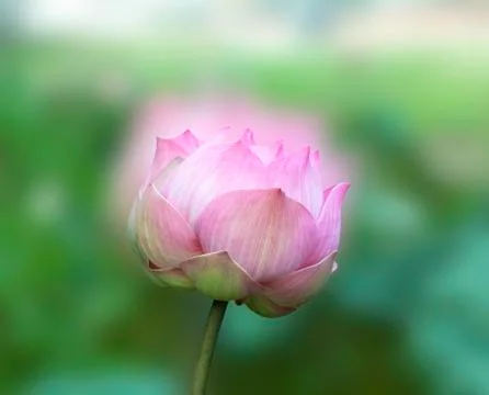 Lotus Flower Stock Photos