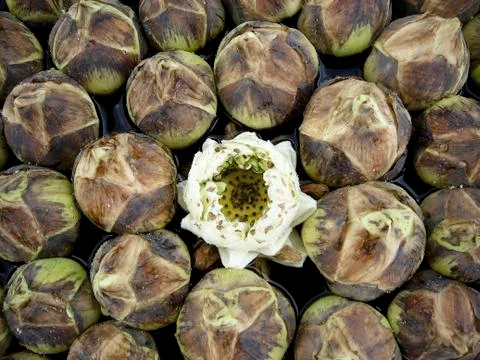 Lotus flower Stock Photos