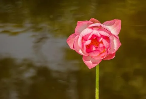 Lotus flower Stock Photos