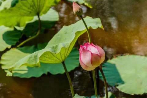 Lotus flower Stock Photos