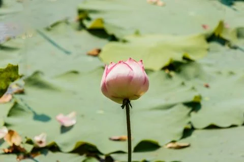 Lotus flower Stock Photos