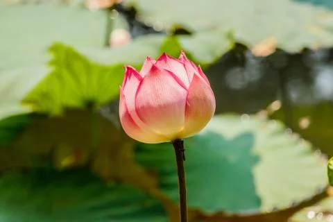 Lotus flower Stock Photos