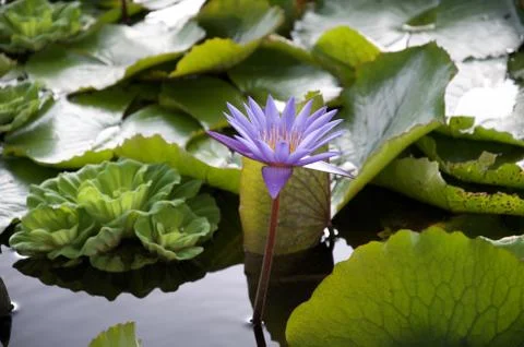 Lotus flower Stock Photos