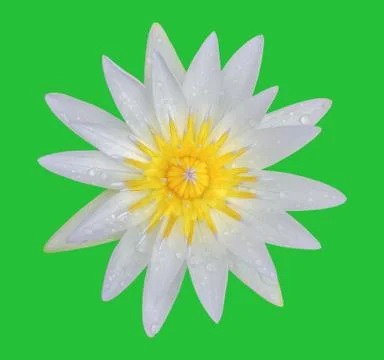 Lotus flower  Stock Photos