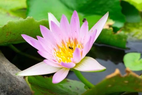 Lotus flower Stock Photos