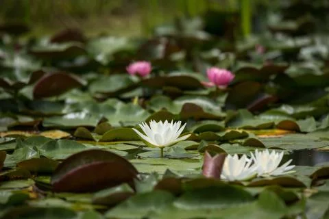 Lotus Flower Stock Photos