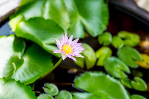 Lotus flower. Foto stock