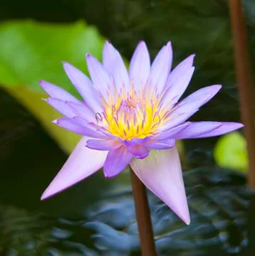 Lotus flower Stock Photos