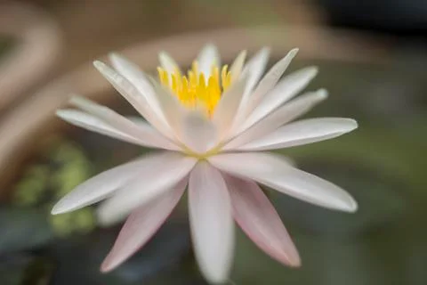 Lotus flower Foto stock
