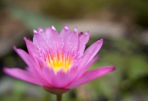 Lotus flower Foto stock
