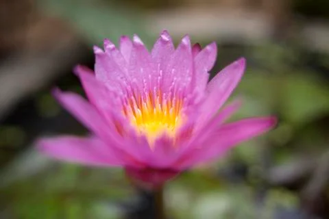 Lotus flower Stock Photos