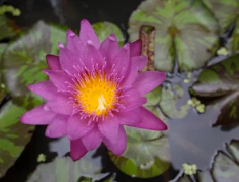 Lotus flower Foto stock