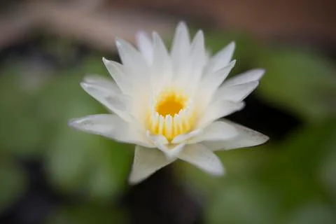 Lotus flower Stock Photos