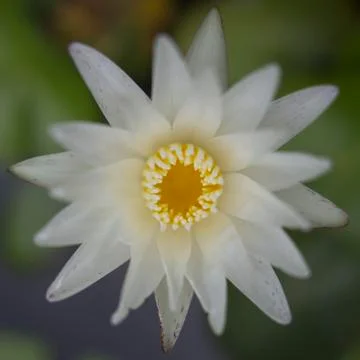 Lotus flower Foto stock