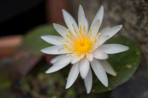 Lotus flower Stock Photos