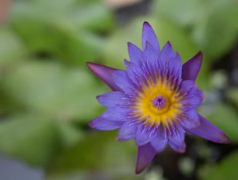 Lotus flower Foto stock