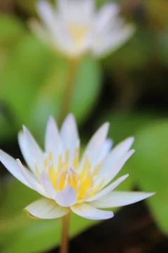Lotus flower Stock Photos
