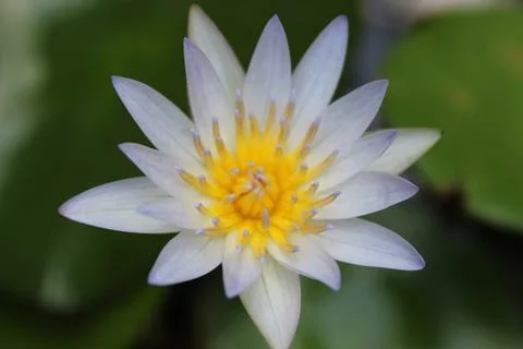 Lotus flower Stock Photos