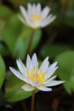 Lotus flower Stock Photos